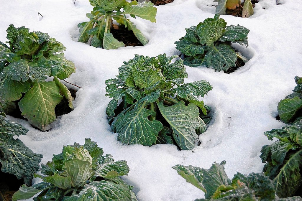 Vertical Farming in Cold Climates • Signature Electric